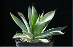 Agave isthmensis x colimana