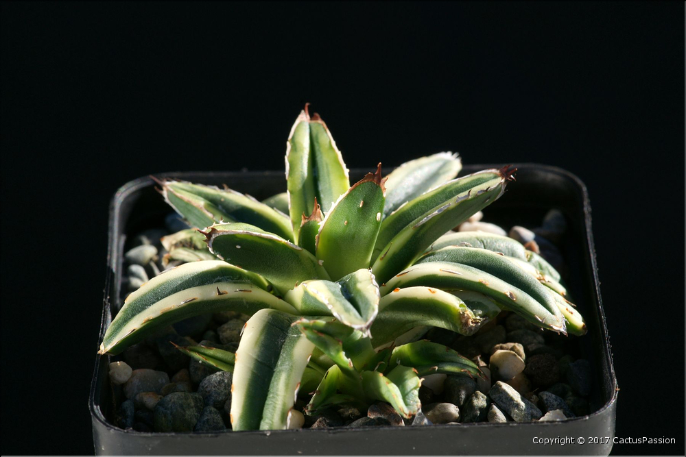 Agave victoriae-reginae f. compacta variegata