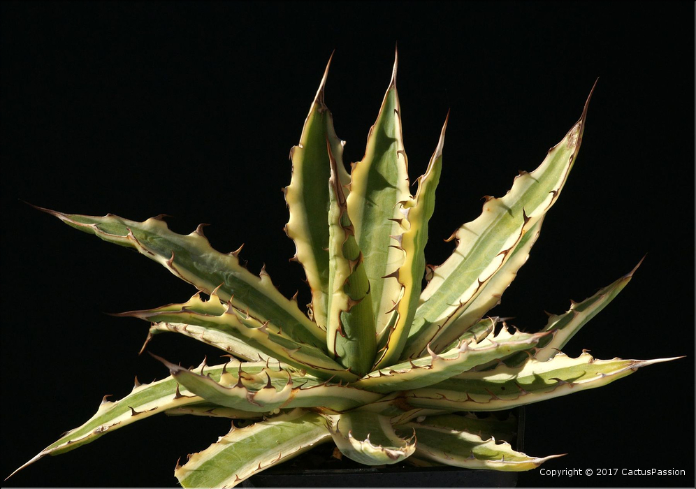 Agave xylonacantha 'Frostbite'