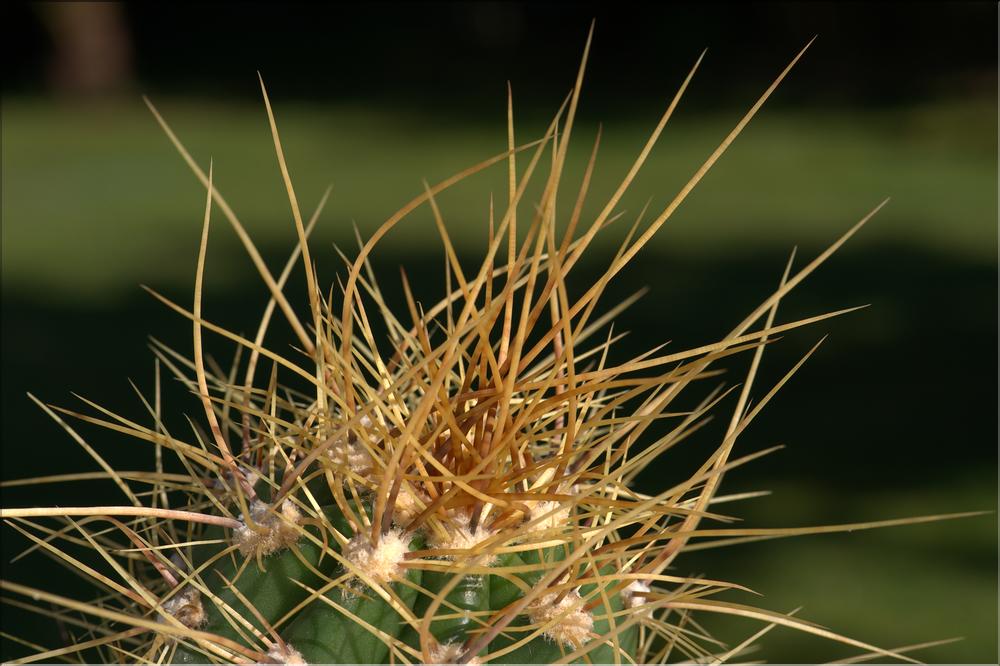 Echinopsis sp