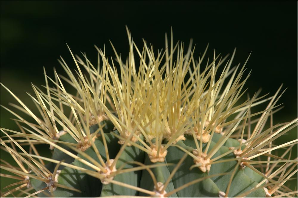 Ferocactus glaucescens