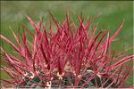 Ferocactus pilosus