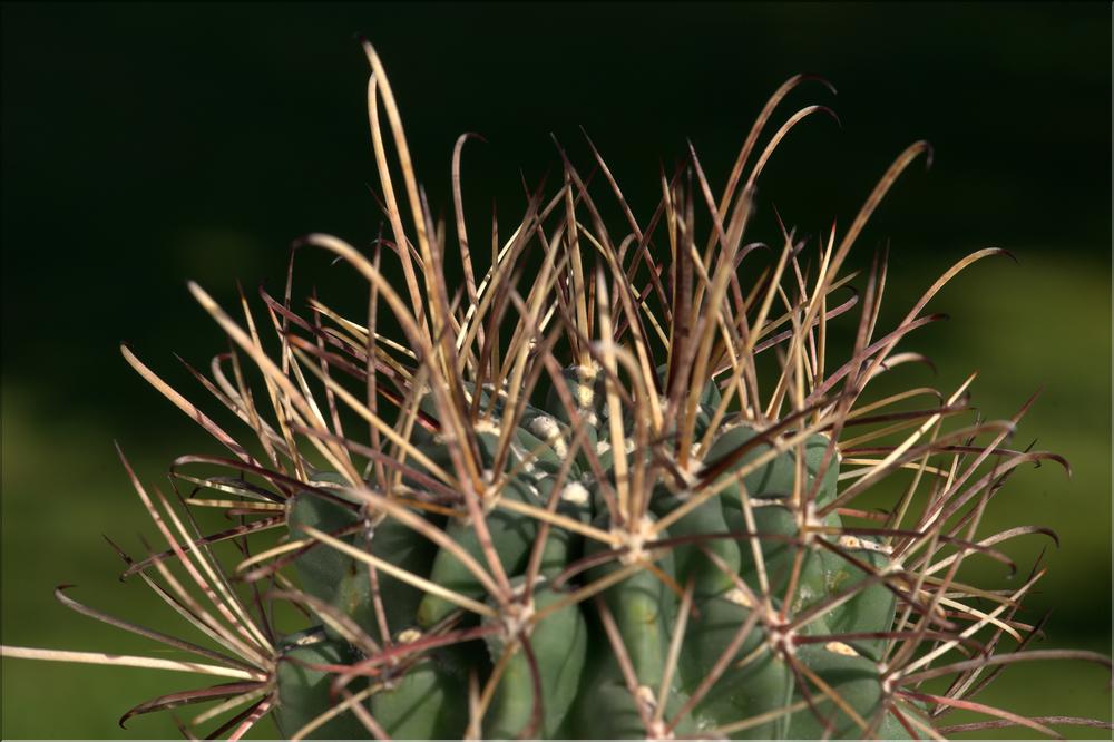 Glandulicactus uncitatus