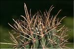 Glandulicactus uncitatus