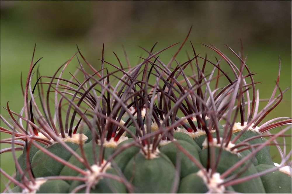 Gymnocalycium saglionis