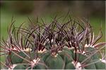 Gymnocalycium saglionis