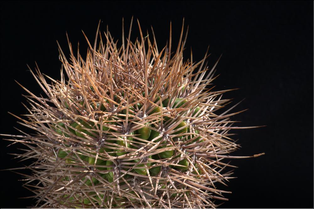 Gymnocalycium sp