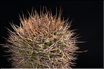 Gymnocalycium sp