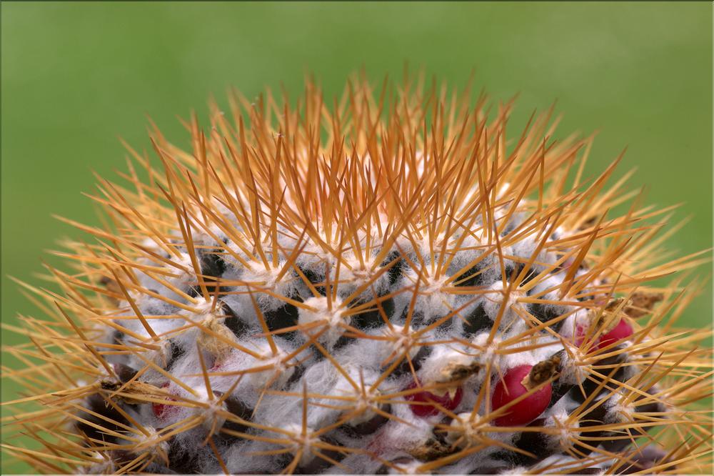 Mammillaria nivosa