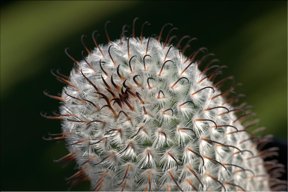 Mammillaria theresae