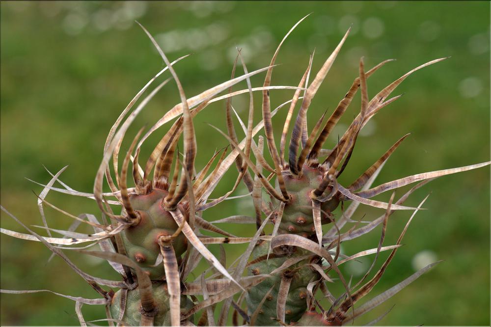 Tephrocactus articulatus v. papyracanthus