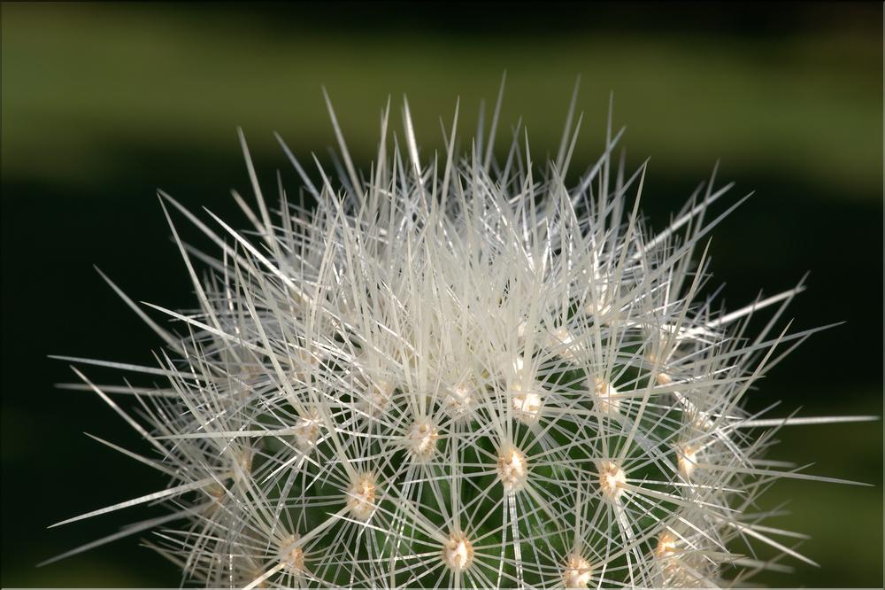 Thelocactus macdowellii