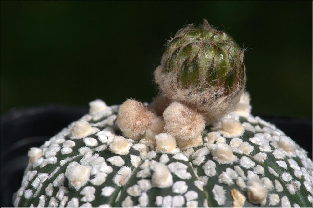 astrophytum asterias seed