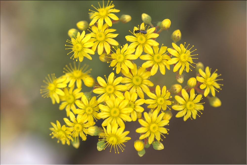 Aeonium spatulatum