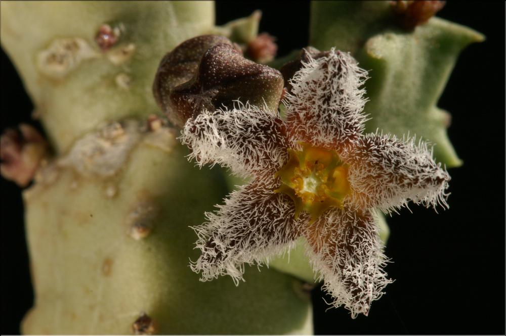 Caralluma burchardii v. maura