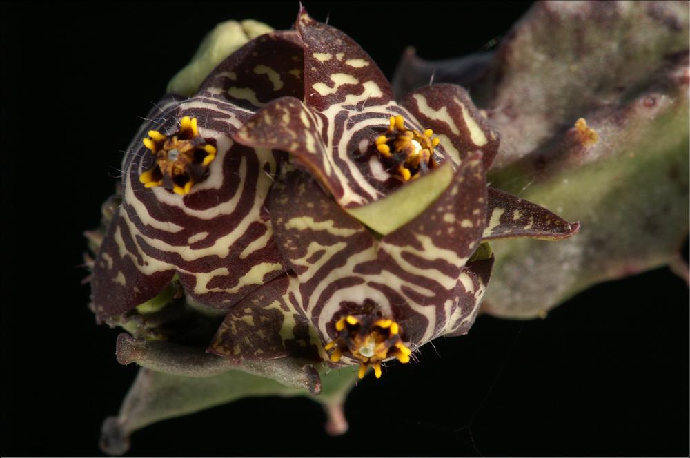 Caralluma europaea ssp. marocana