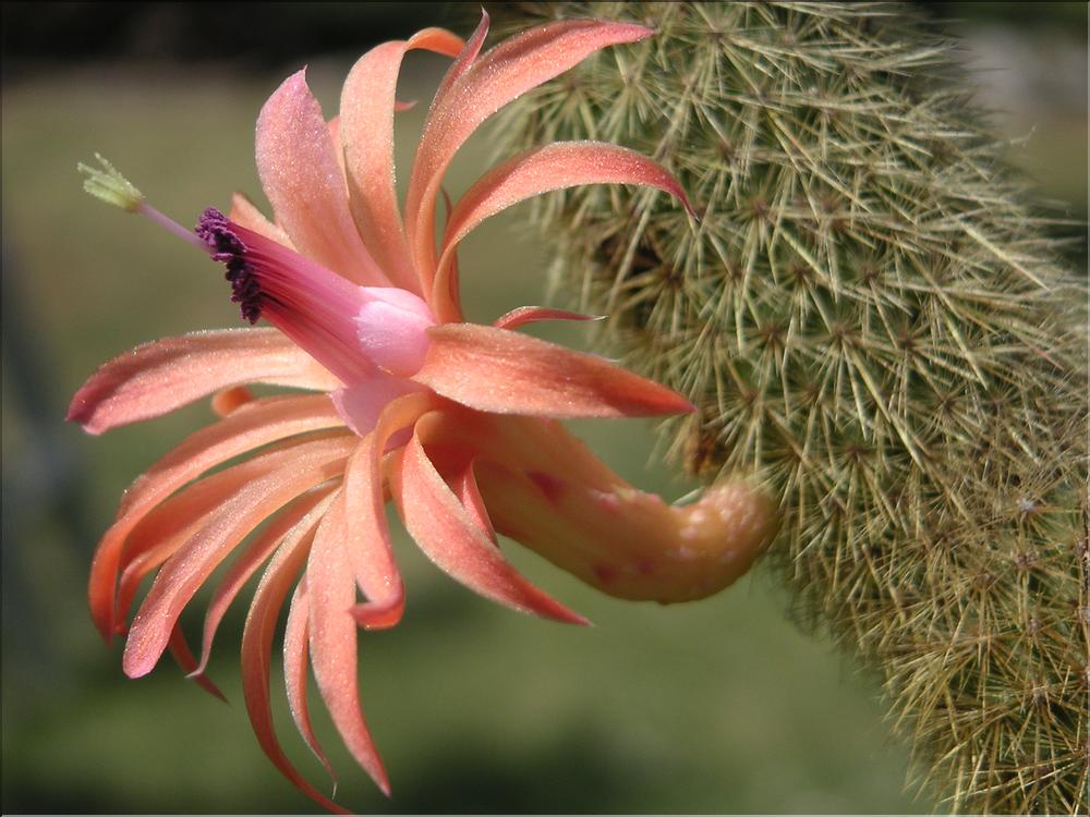 Cleistocactus winteri