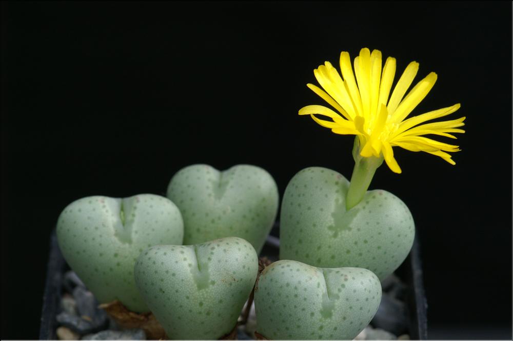 Conophytum bilobum