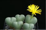 Conophytum bilobum