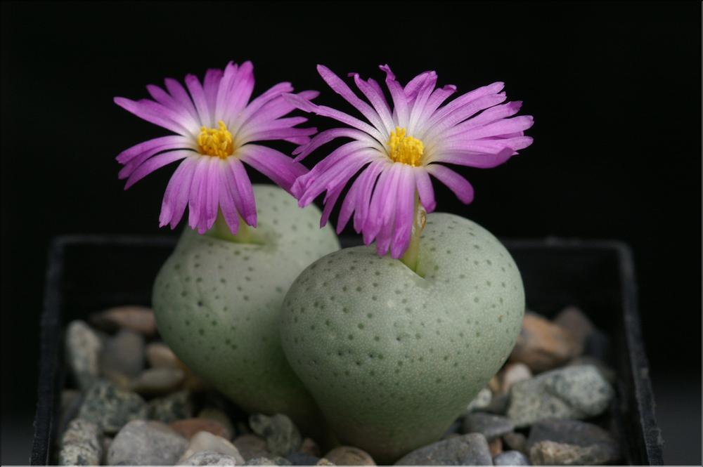 Conophytum gratum