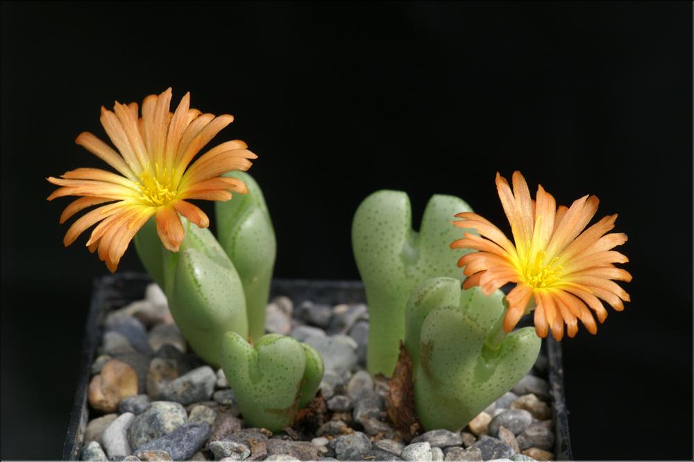 Conophytum hirtum