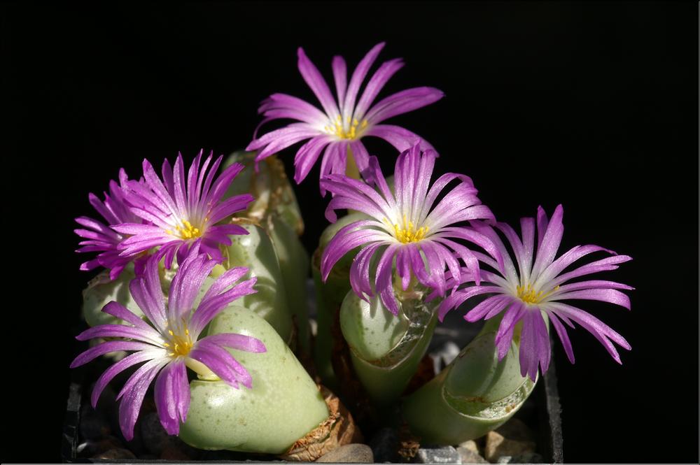 Conophytum wettsteinii