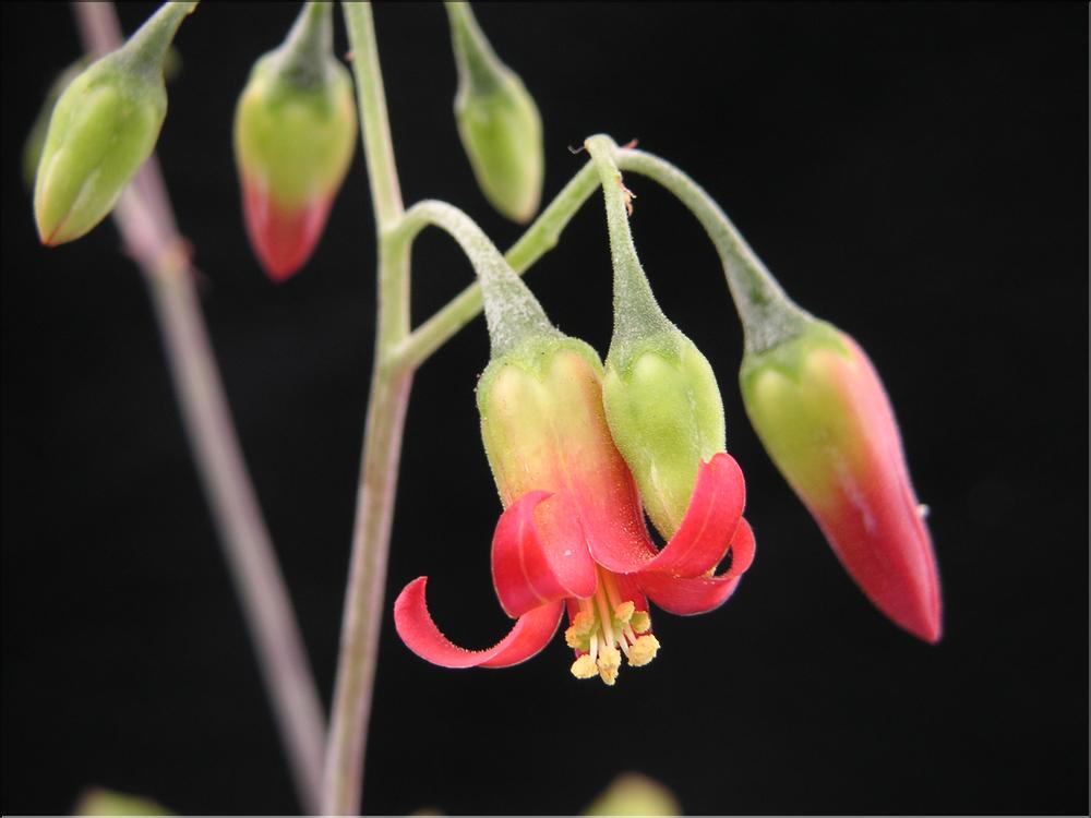 Cotyledon sp