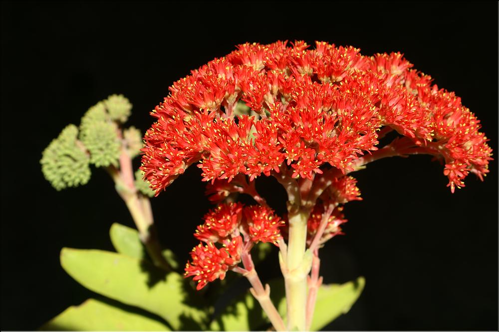 Crassula falcata