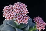 Crassula X 'Morgan Beauty'