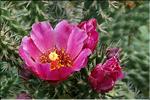 Cylindropuntia imbricata v. arborescens