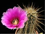 Echinocereus engelmannii