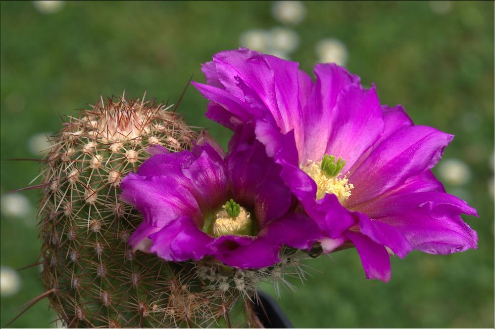 Echinocereus fendleri v. bonkerae