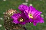 Echinocereus fendleri v. bonkerae