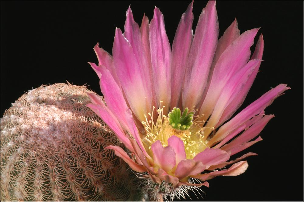 Echinocereus pectinatus CSD 89