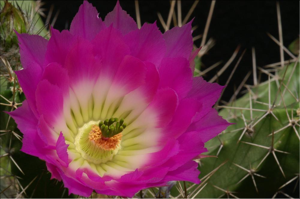 Echinocereus pentalophus