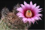 Echinocereus reichenbachii v. fitchii