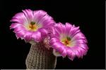 Echinocereus rigidissimus ssp. rubrispinus