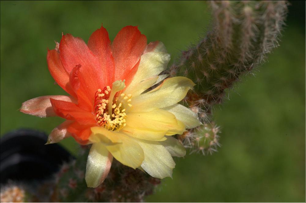 Echinopsis chamaecereus hybride