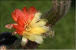 Echinopsis chamaecereus hybride