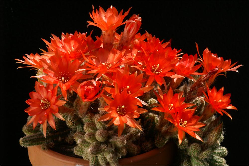 Echinopsis chamaecereus