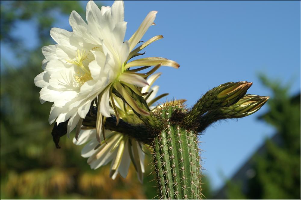 Echinopsis spachiana