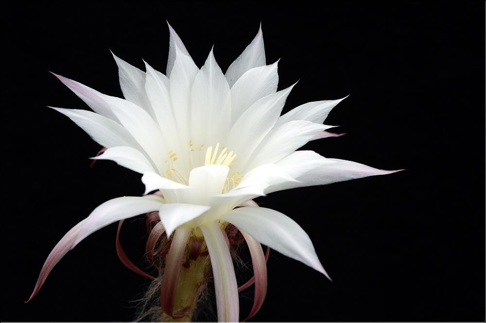 Echinopsis subdenudata