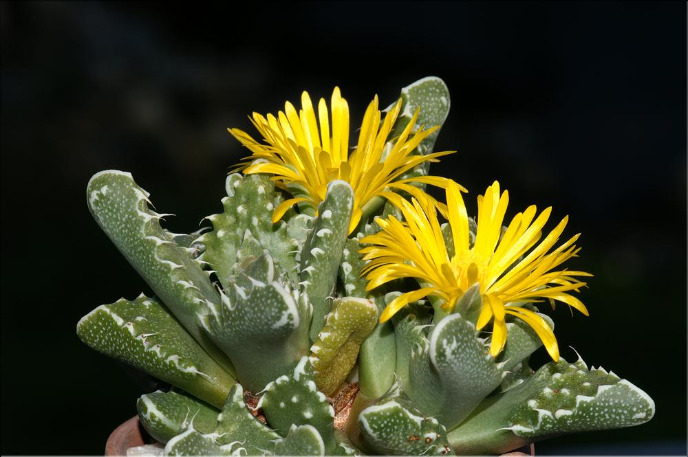 Faucaria tuberculosa