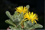 Faucaria tuberculosa