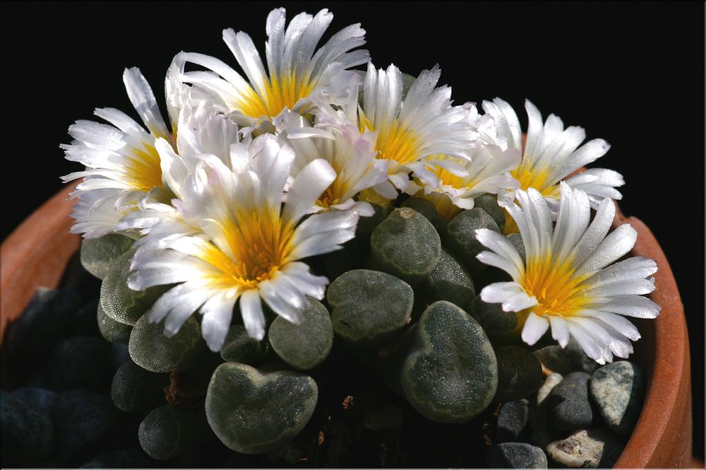 Frithia pulchra v. minor