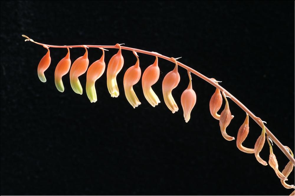 Gasteria glomerata