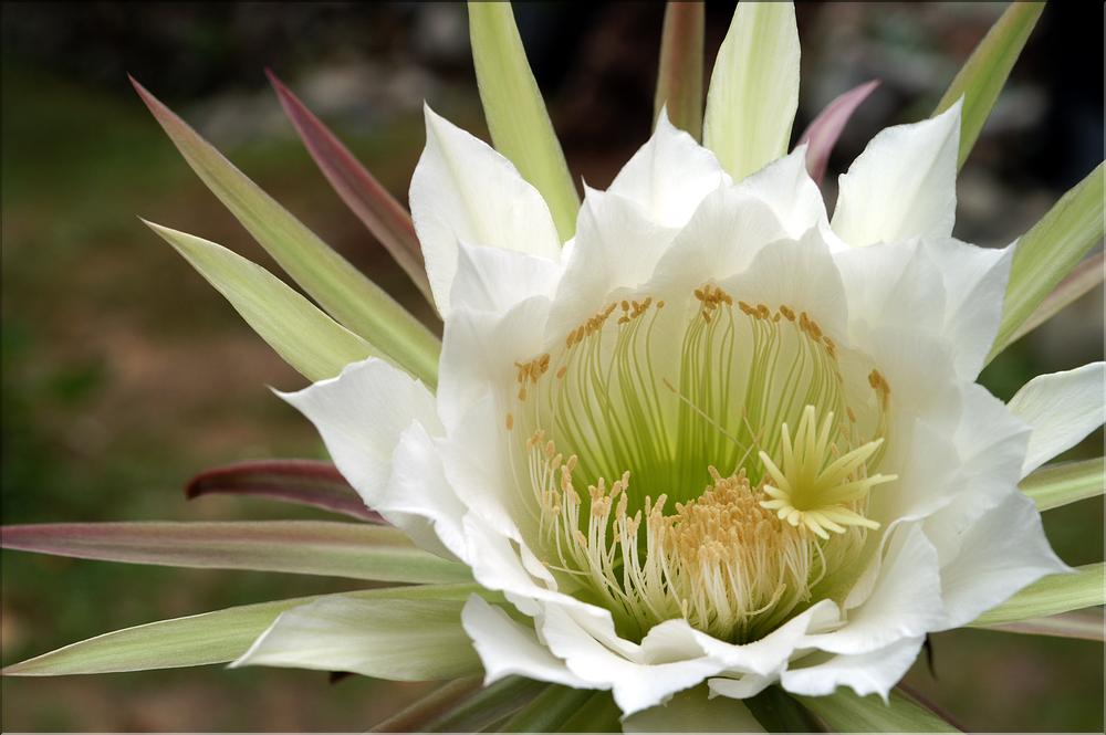 Harrisia tortuosa