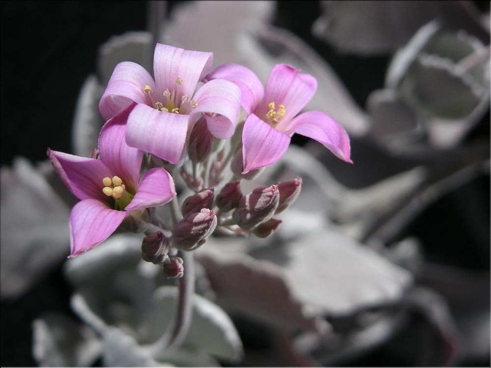 Kalanchoe pumila