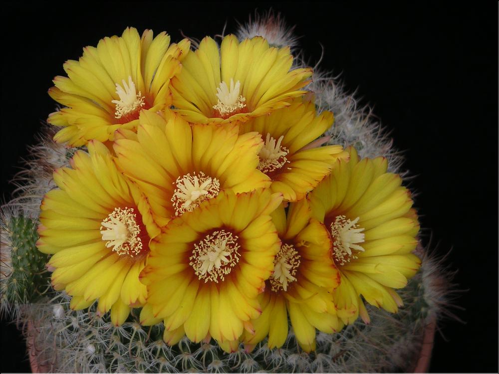 Parodia mutabilis