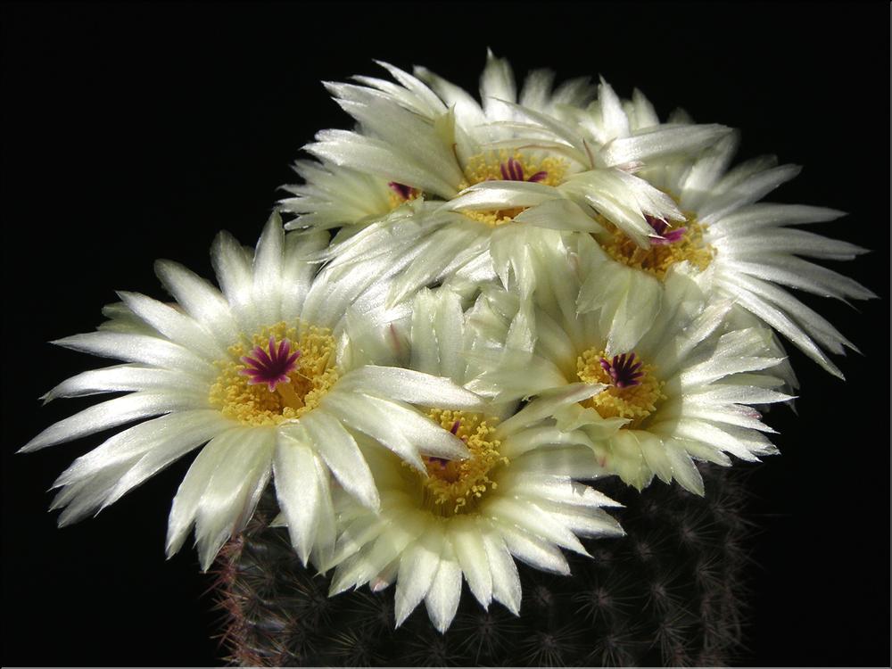 Parodia werdermanniana